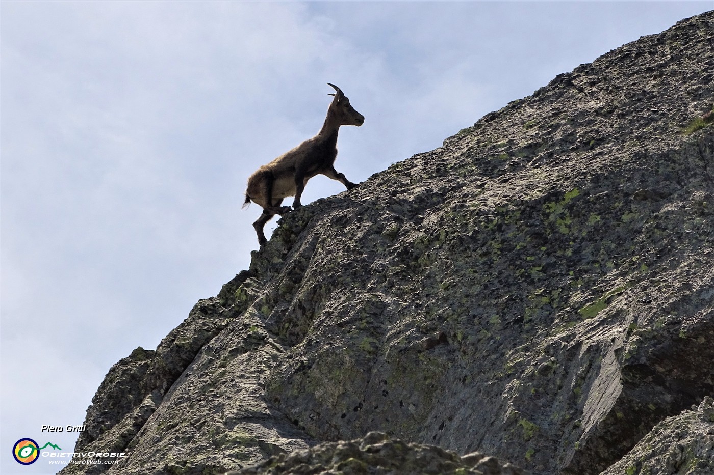 53 Sentinelle rampanti sulle rocce del Pizzo Paradiso.JPG